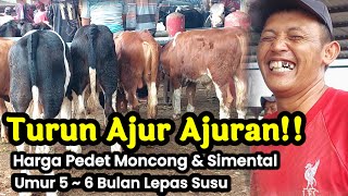 Turun Ajur Ajuran‼️Harga Pedetan MONCONG DAN SIMENTAL Umur 5-6 Bulan Pedet Mandiri