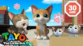 Happy International Cat Day!😸 | Tayo and the Cat Episodes Compilation | Tayo the Little Bus