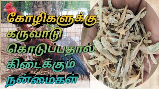 கோழிகளுக்கு கருவாடு கொடுப்பதால் கிடைக்கும் நன்மைகள்...#breeders #rooster #hen #chicken