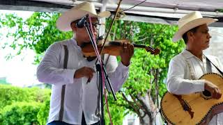 El Gustito - Trio Armonía Huapanguera | HUASTECA