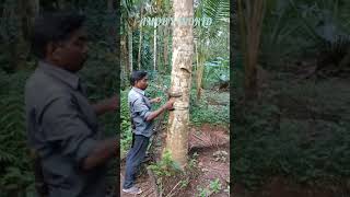 COCONUT HARVESTING | ഈ MACHINE ഉണ്ടെങ്കിൽ തെങ്ങുകയറ്റം EASY | വീട്ടിലെ തേങ്ങയിടീൽ #SHORTS