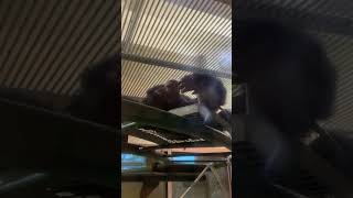 やる気のないチンパンジー　夜の旭山動物園 / Chimpanzee in Asahiyama Zoo.