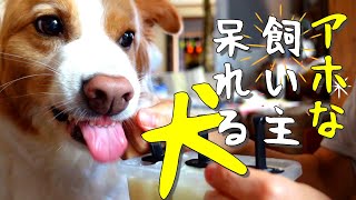 アホな飼い主に呆れるボーダーコリーの辛抱強さに涙