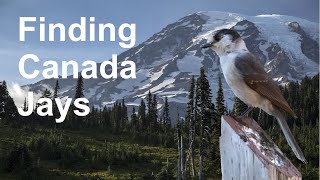 Finding Birds: Canada Jays in the West