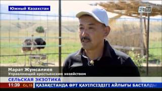 Страусиная ферма теперь и в Южном Казахстане