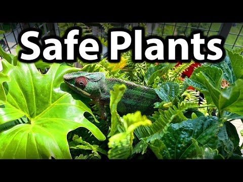 What plants can chameleons have?