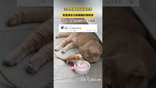 蜥蜴：被生活磨平了棱角！#猫 #萌宠 #funny #funnyvideo #funnyshorts #cute #cat