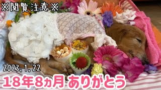 【老犬】旅立ちの翌日の朝のこと※閲覧注意※【ダックスフンド】