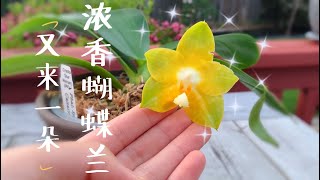 【养兰记】又一颗珍奇蝴蝶兰开新花朵了|浓香型蝴蝶兰|兰花欣赏与养护|坐标多伦多2020-06-17