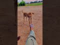 hand Shak+ leg Shak = comment karo  jaldi #dog #reels #funny #funny