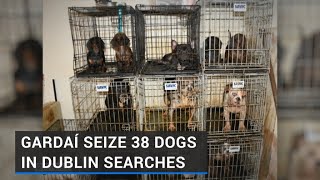 Gardaí seize 38 dogs, other animals in Dublin searches