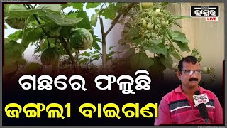 ବିନା ପାଣି ଓ ମାଟିରେ ଗଛ ବଂଚିବ 15 ଦିନରେ, ଏବଂ ସେ ଗଛ  ବର୍ଷ ତମାମ ଓ 30 ବର୍ଷ ଯାଏଁ ଫଳିବ