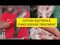 CATFISH BACTERIA & FUNGI DISEASE INFECTION UPDATES, how to treat catfish skin peeling off diseases