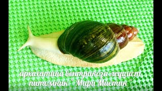 АРХАХАТИНА ВЕНТРИКОЗА ЛЕУЦИСТ #УЛИТКИКУПЛЮПРОДАЮ( ПИТОМНИК \