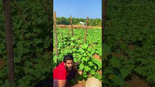 Fresh cucumber വിഷമില്ലാത്ത പച്ചക്കറികൾ കഴിക്കാം അതും തോട്ടത്തിൽ നിന്ന്|Root farmer by shafeeque