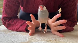 文鳥と人間が遊ぶとこうなります　java sparrow