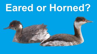 Identify Birds: Eared Grebe vs Horned Grebe