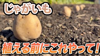 【じゃがいも】植える前に気をつけるべきこととは？