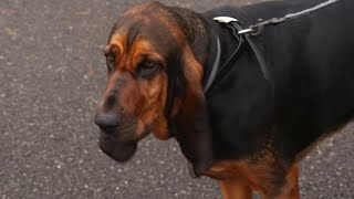 Montgomery County Sheriff's Office needs votes in K9 grant contest