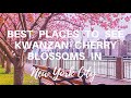 Best places to see pink Kwanzan cherry blossoms in New York City