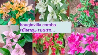 sale video - bouginvilla  chilly red, chilly yellow, combo offer