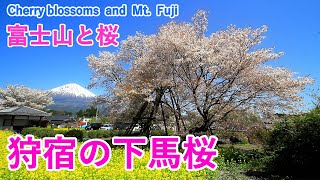 Kariyado no Geba Zakura and Mt. Fuji (Five Greatest Cherry Trees in Japan) ( Shizuoka, Japan )