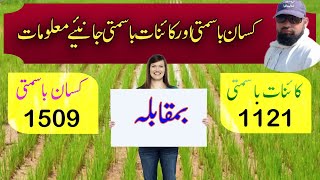 Paddy varieties comparison | PK 1121 Kainaat Basmati | Kisan Basmati 1509 | Bismillah Agri786