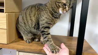 The ferocious cat learned to shake hands.