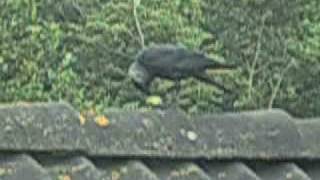 Natuur / Nature 2 : Kauw verorbert appel in vlucht/Jackdaw capturing an apple in flight