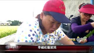 大台中新聞 大甲幸福社區首批藺草收割