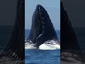 Hungry #whale #montereybay #wildlifephotography #wildlife #whalewatching #mosslanding #drone #funny