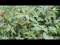 30초 식물도감 깨풀 acalypha australis