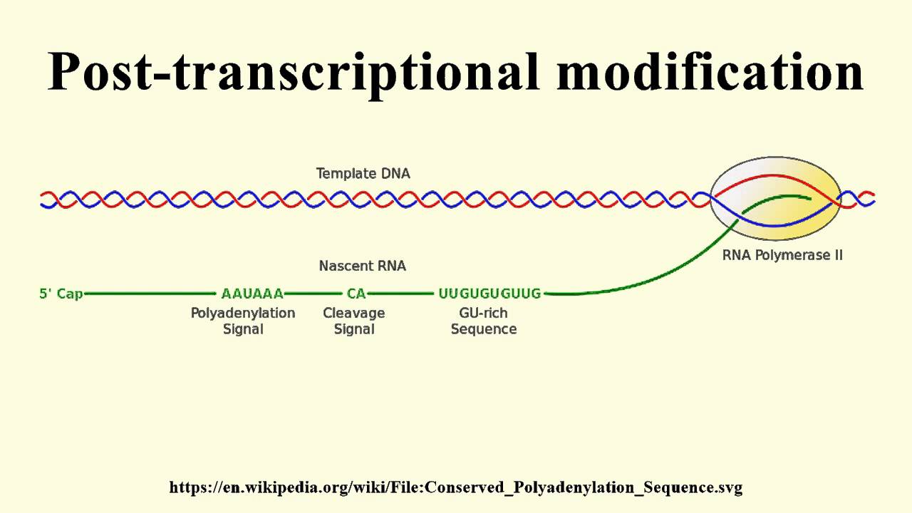 Post-transcriptional Modification - YouTube