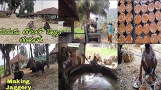 చెరుకు తోటలో బెల్లం తయారీ 👌Jaggery Preparation 🌴🌴Sugarcane farms