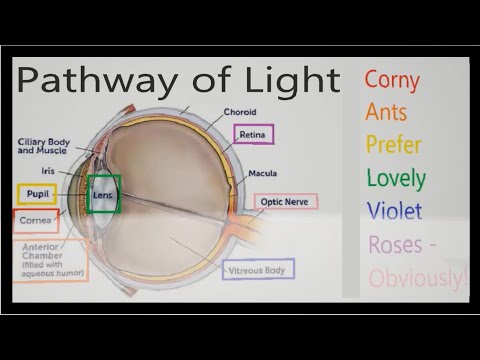 Which of the following is the correct order of structures light passes through in the eye ?/?