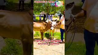 50000, ஜோடி கிடாரி கன்றுகள், காராம்பசு, மயிலை, #cattlefarms , #cow , Jodi Kidari Kandrugal