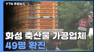 화성 축산물 가공업체 49명 확진...수원·성남 유치원 집단감염 / YTN