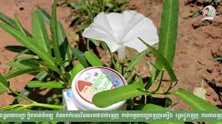 ថ្នាំដុសធ្មេញដបាយផូខា By Phoca toothpaste