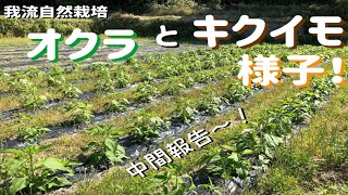 オクラと菊芋キクイモの栽培様子！（中間報告！）[5.13/我流自然栽培]