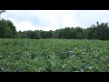 48 acres in mulmur dufferin county david visentin