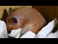 倉鼠吃南瓜 hamsters pumpkin eating｜丸子刺狼hammy幫