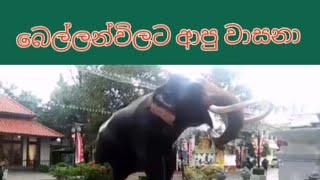 බෙල්ලන්විලට ආපු වාසනා ( wasana tusker)