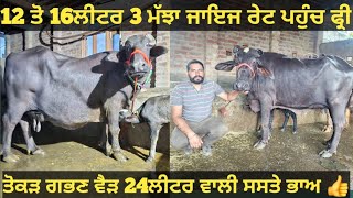 12 ਤੋ 16ਲੀਟਰ 3 ਮੱਝਾ ਅਤੇ ਤੋਕੜ ਗਭਣ ਵੈੜ ਵੀਕਾਓ। cow and Buffalo for sale/vadiya farm/11-8-24