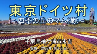 東京ドイツ村 = 四季の丘のマム(菊) = [4K] Tokyo German Village = Mum (chrysanthemum) on Shiki-no-oka Hill =