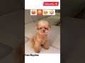 His🐕 Cute Reaction 😯😂🤭 || Pets Kingdom || #shorts #dog