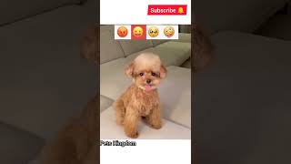 His🐕 Cute Reaction 😯😂🤭 || Pets Kingdom || #shorts #dog