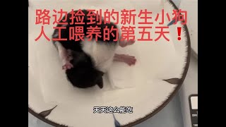 人工喂养奶狗 的第五天 遇到的问题越来越多啦#小奶狗