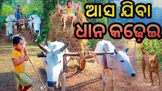 ଆସ ଯିବା ଧାନ କଢ଼େଇ ଶଗଡ଼ ଗାଡ଼ିରେ ll #vlog #video #gan toka sidhanta #deogarh #odisha