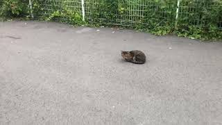 コンビニ駐車場にいた野良猫がかわいすぎた