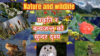 Nature and wildlife प्रकृति र बन्यजीव